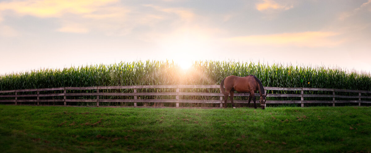 Revelaire Maryland Fine Art Pet Photography Horse 1