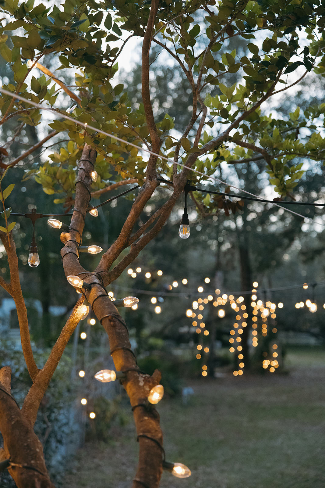 Romantic string lights hanging from trees at Uliana Estate, a dreamy Lakeland wedding venue.