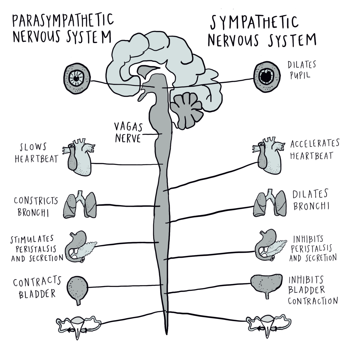 Nervous_Sytem_Side_By_Side