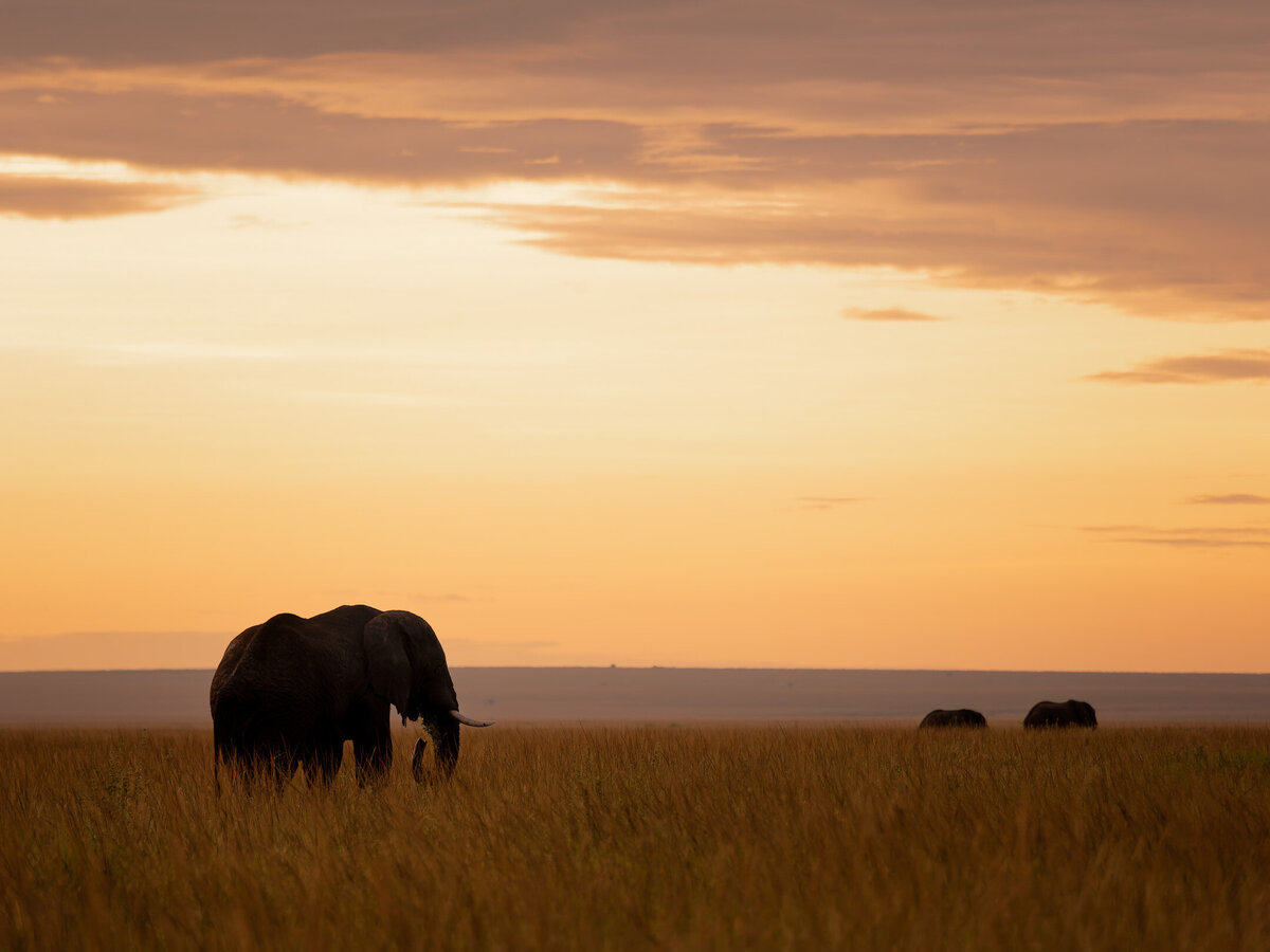 website-serengeti-animals1