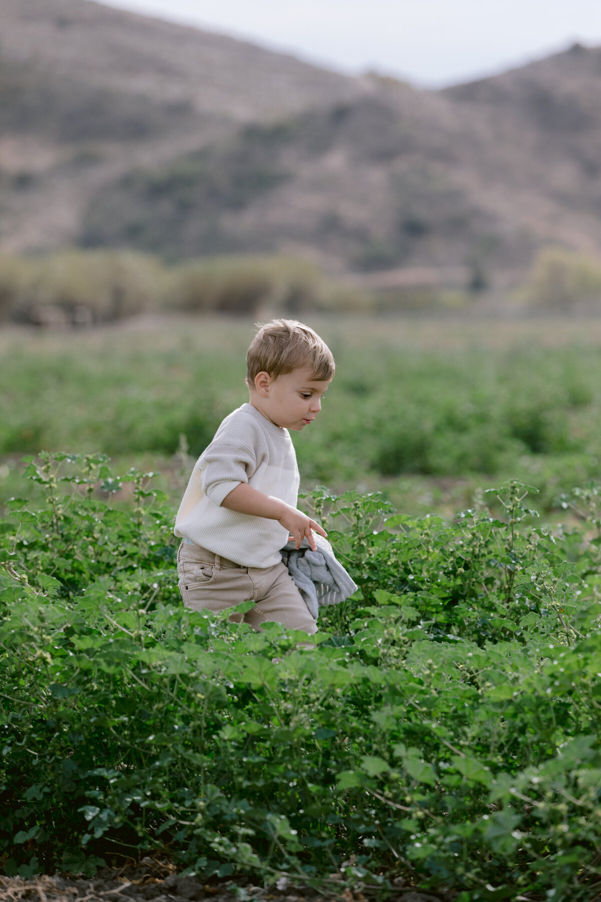 A small child walking through small bushes