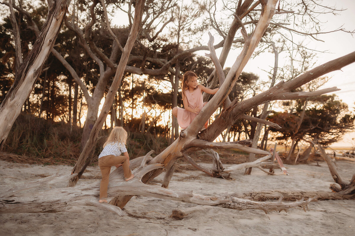 Children climb a driftwood tree during Family Pictures on Folly Beach, SC.
