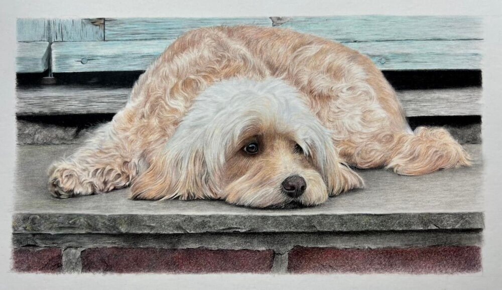 Aggie---Coloured-Pencil-Pet-Portrait---Bonny-Snowdon-Fine-Art
