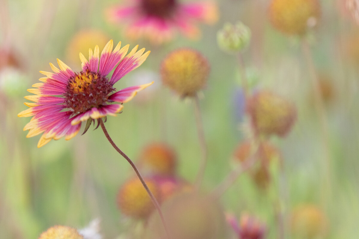 indian_blanket_7334_2