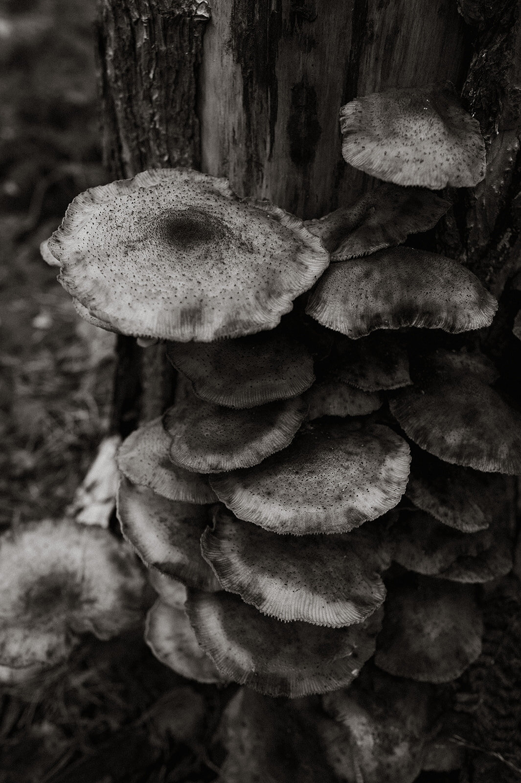 Gezin, bos, natuur, reportage, kinderen, Herentals