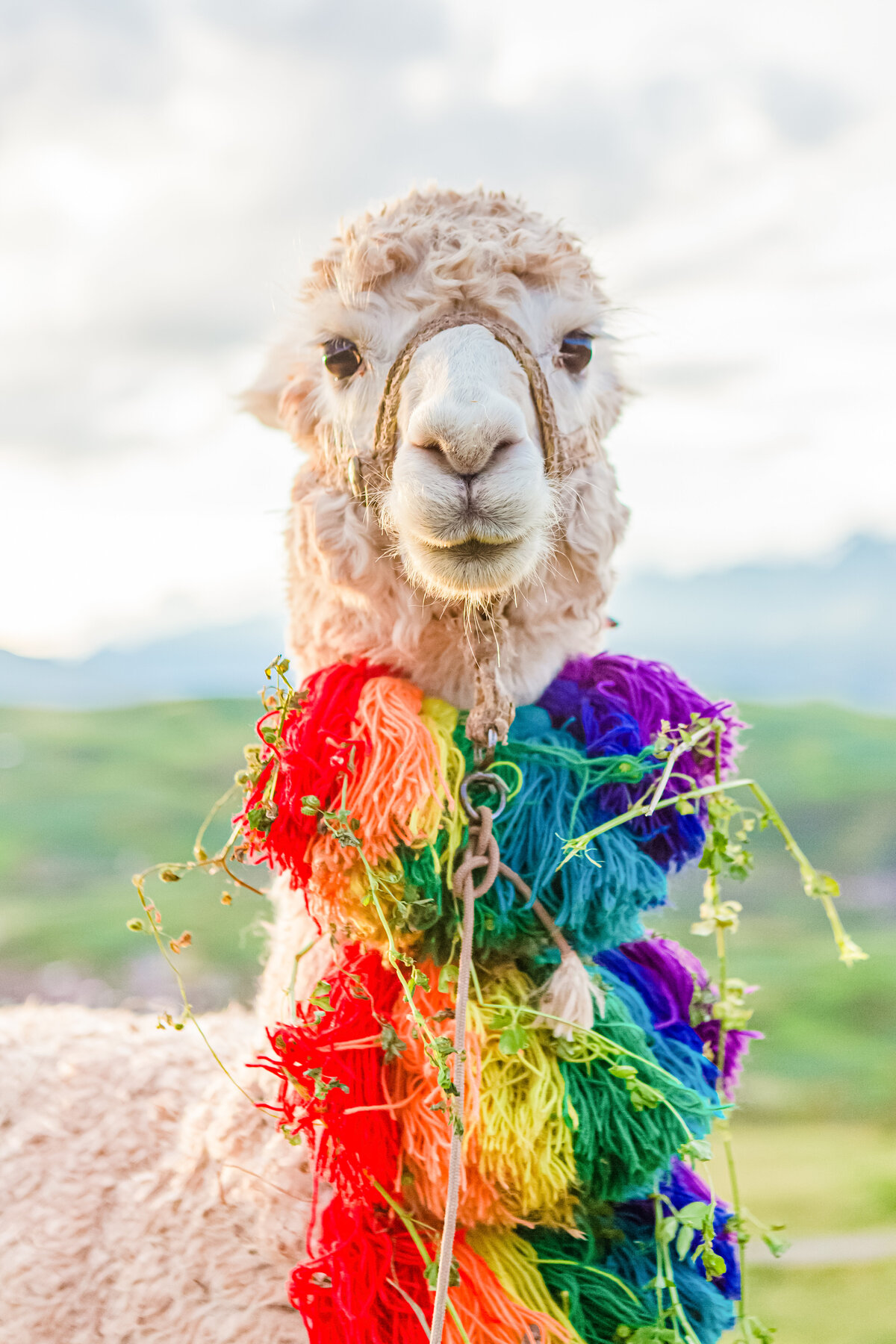 057-058-KBP-Peru-Cusco-Sacred-Valley-Llamas-005