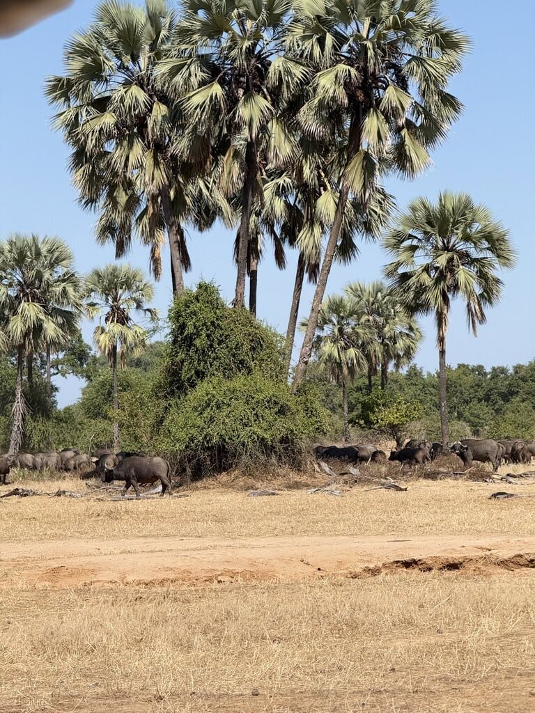 Cape Buffaloes under huge palm trees