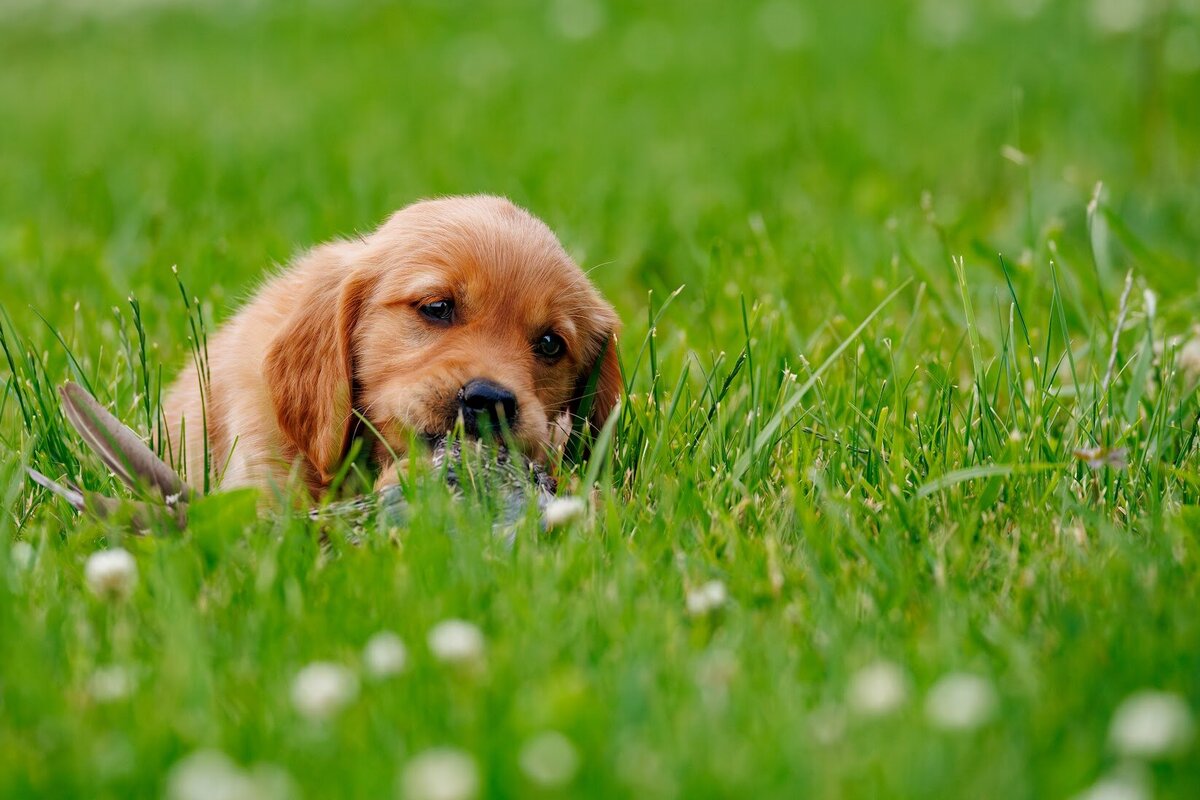 Appelgate-Golden-Retriever-Puppies-10
