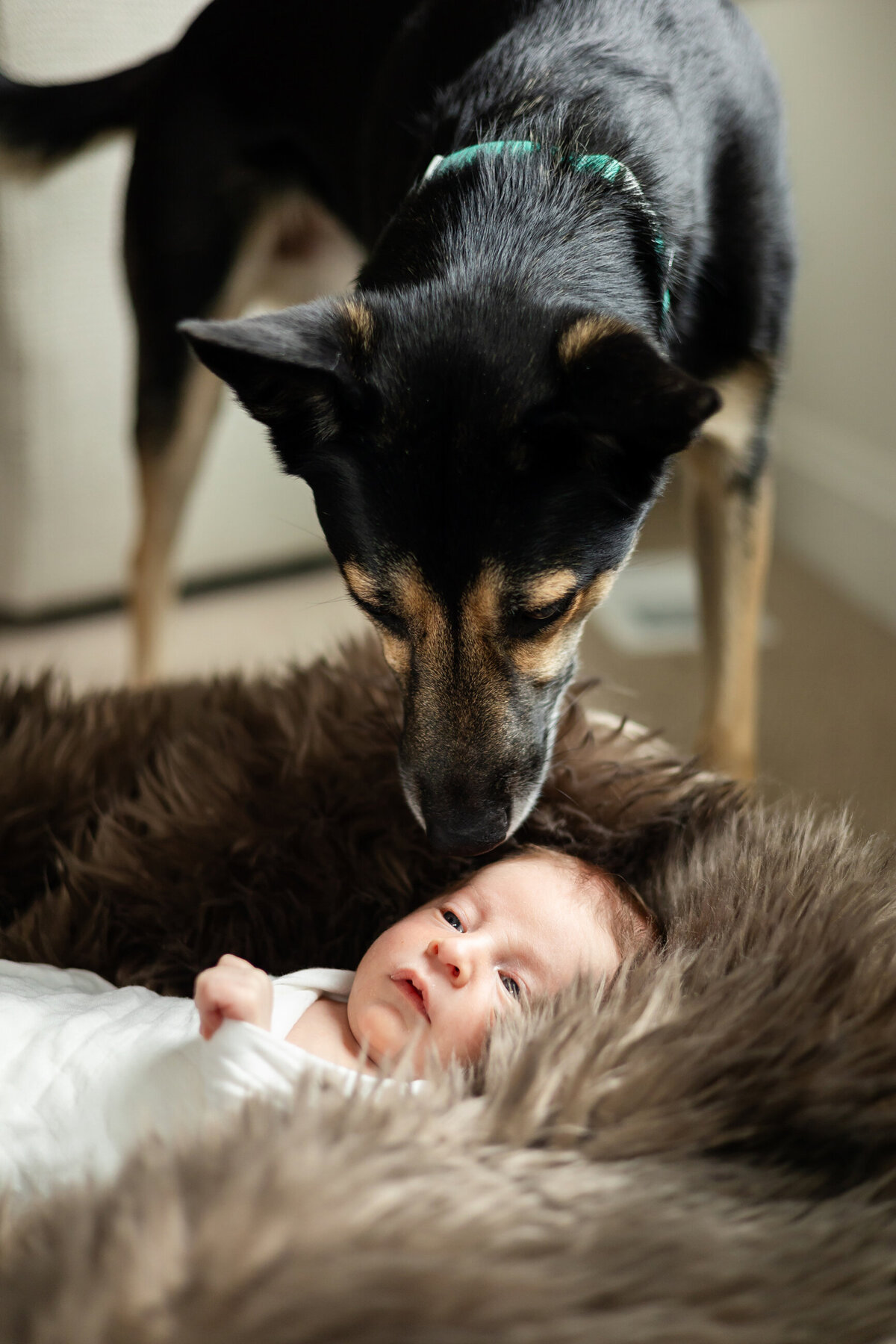 Edina Newborn Family Photography