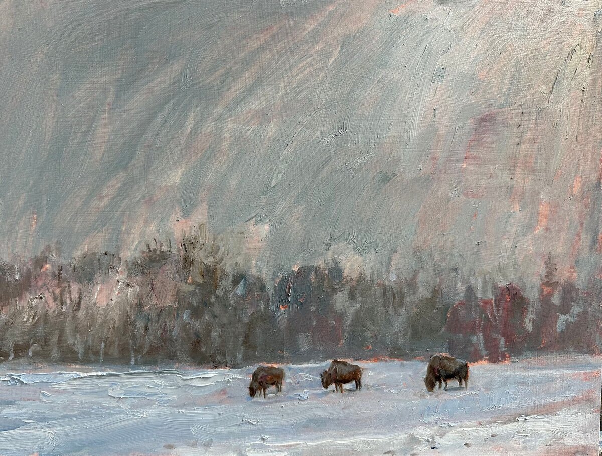 Buffallo in the Field 11x14 oop 2,500