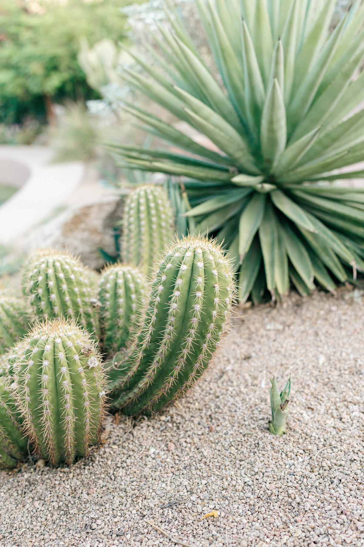 Arizona Wedding Photographer 130