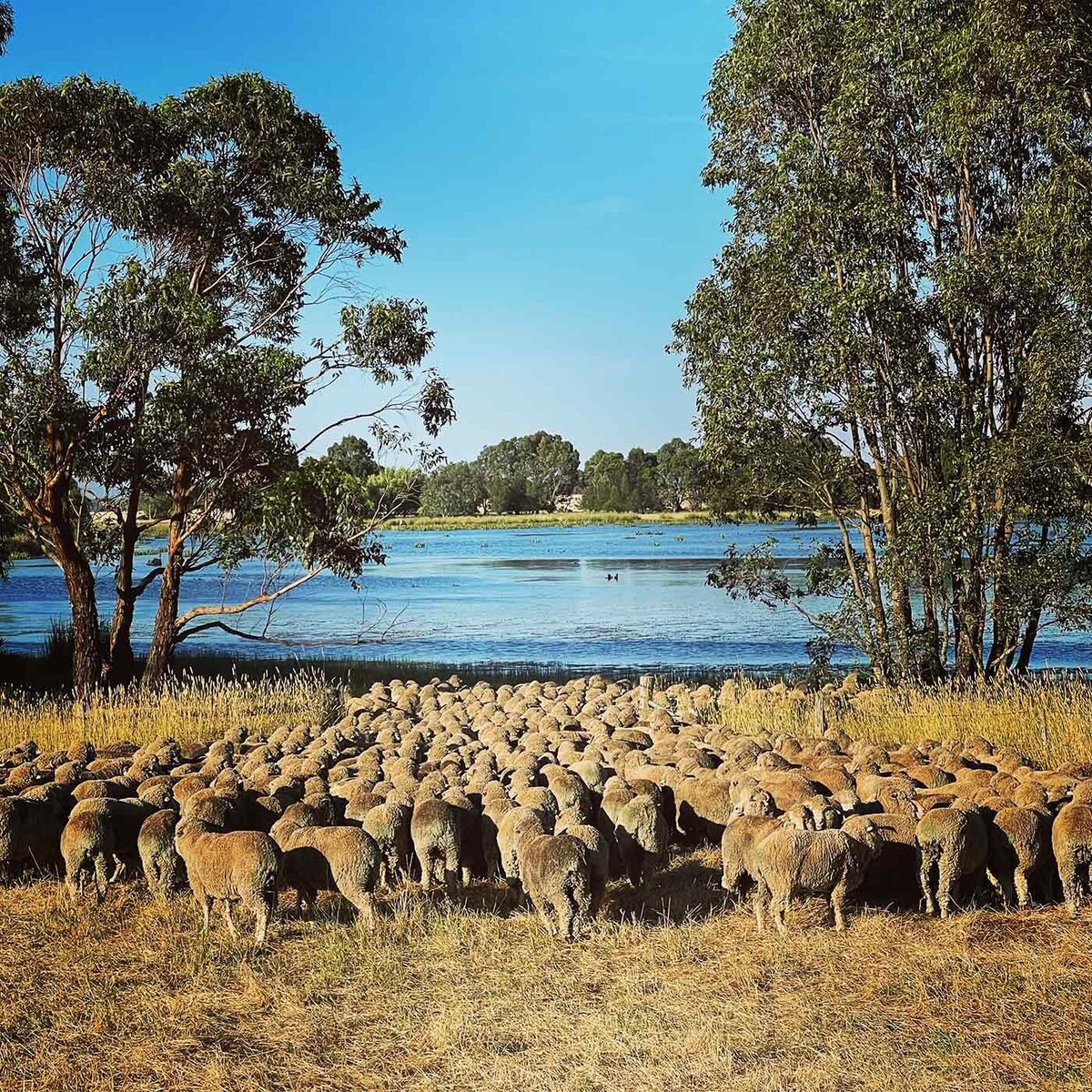 lamb farming