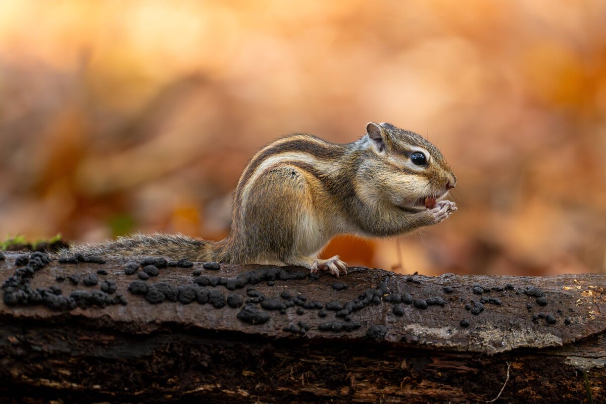 2024-10-25_SIBERIANSQUIRREL_0641-Enhanced-NR