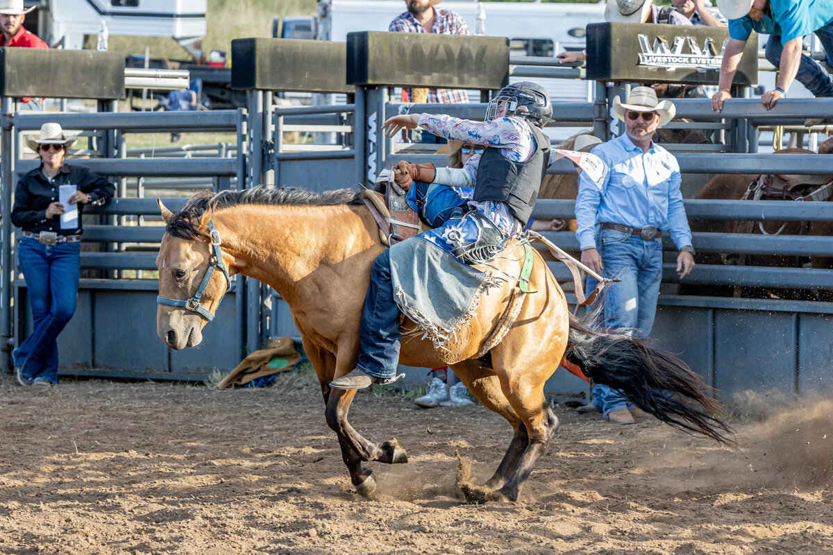 buckskinbronc
