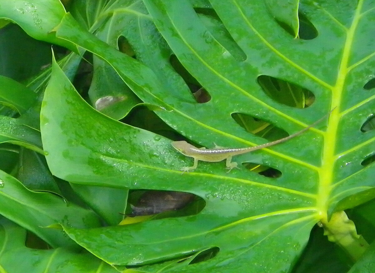 IMGP0442