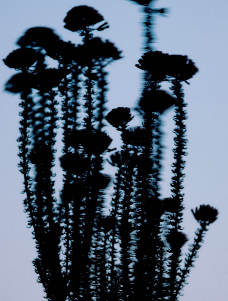 teamglue-earth-flower-xray