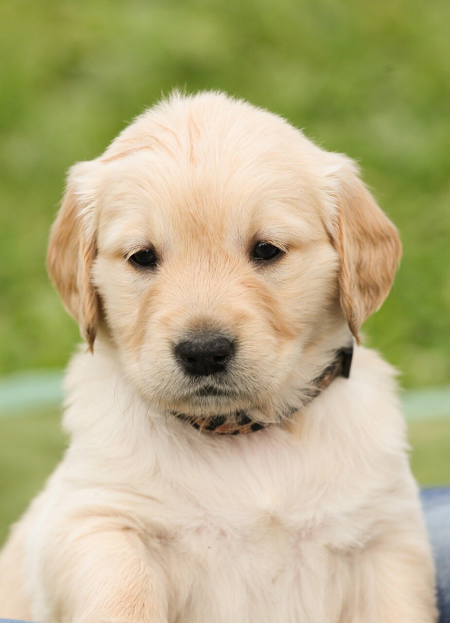 puppy-1189023_1280