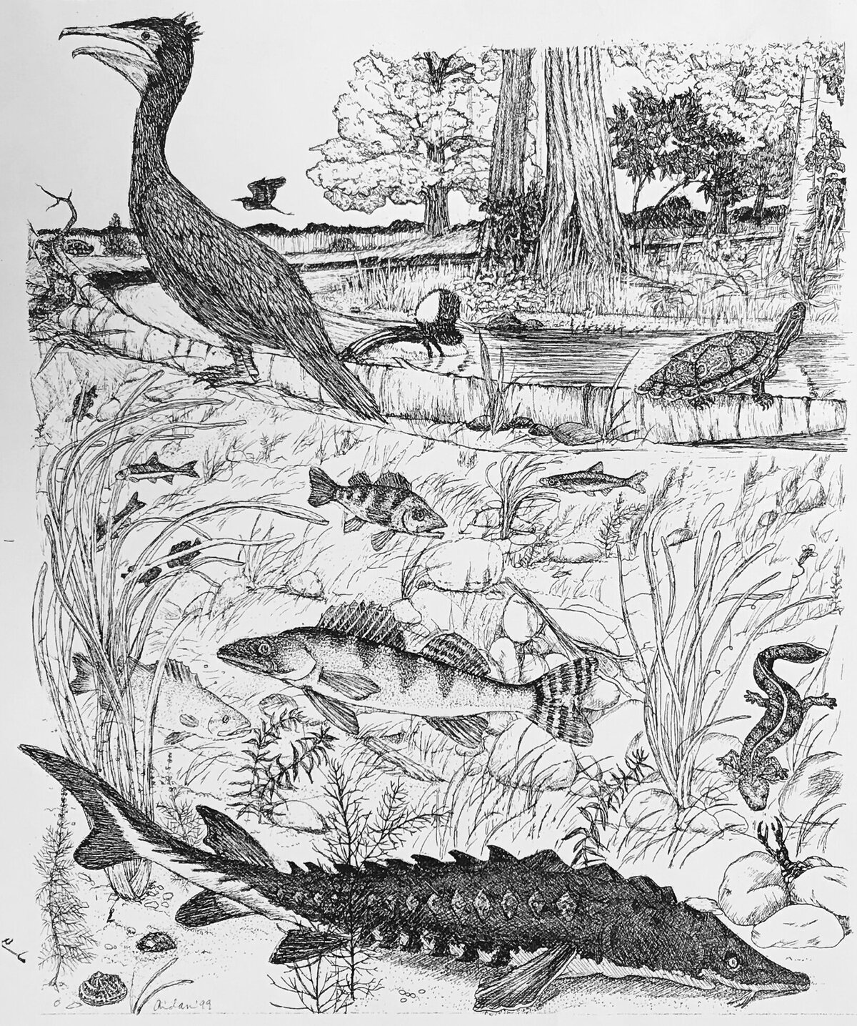 River-Meadow-Forest-1