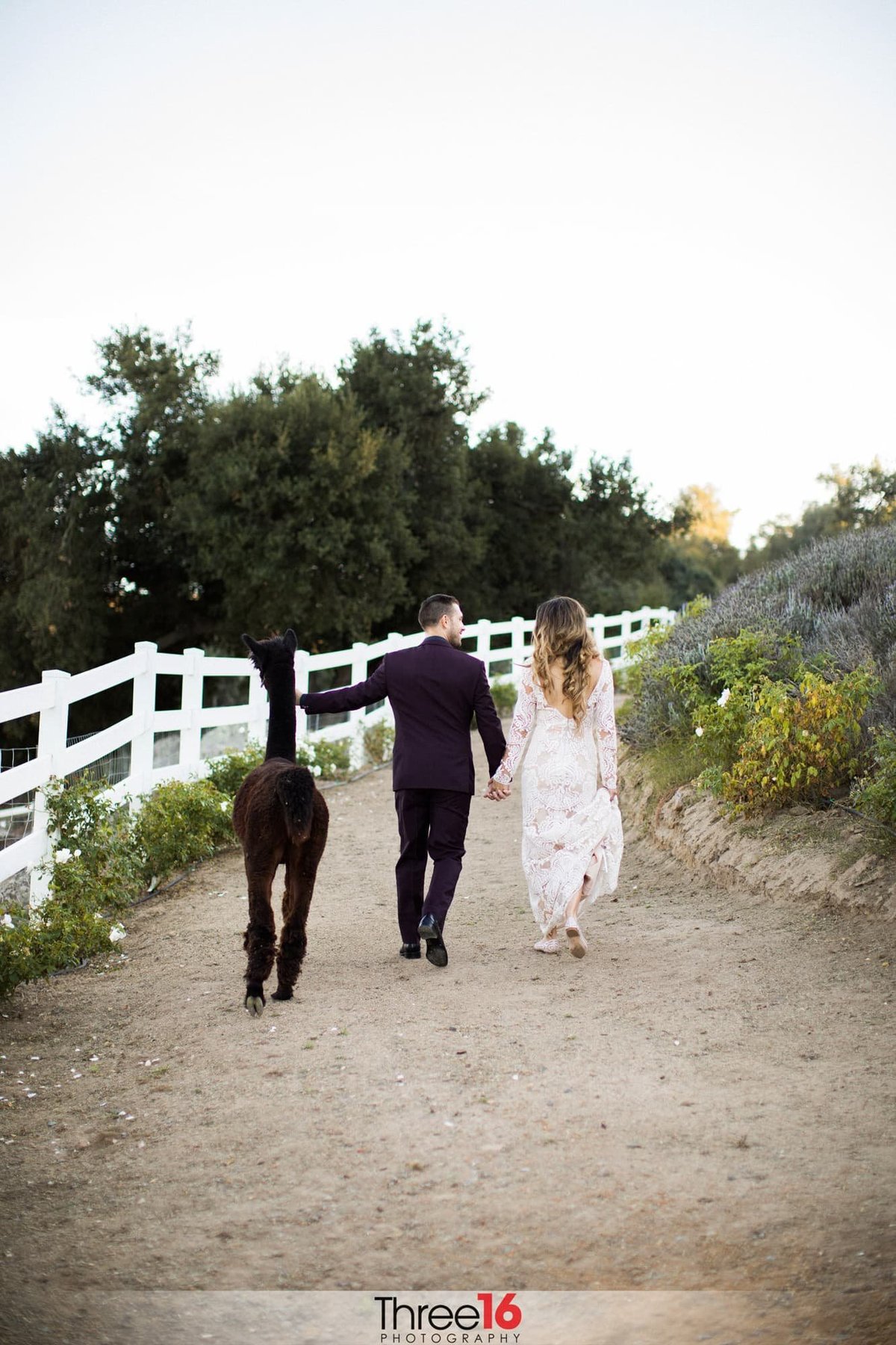 Bride and Groom go for walk with an alpaca