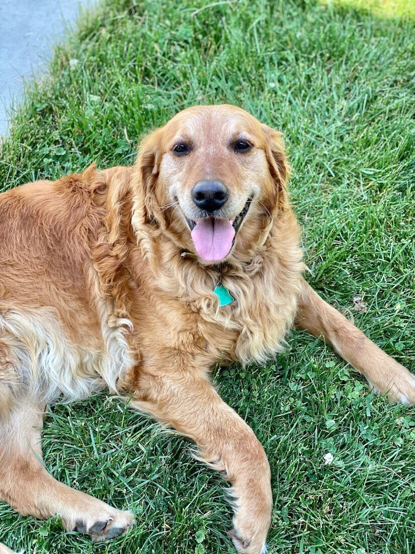 Appelgate-golden-retriever-puppies-Tess-9