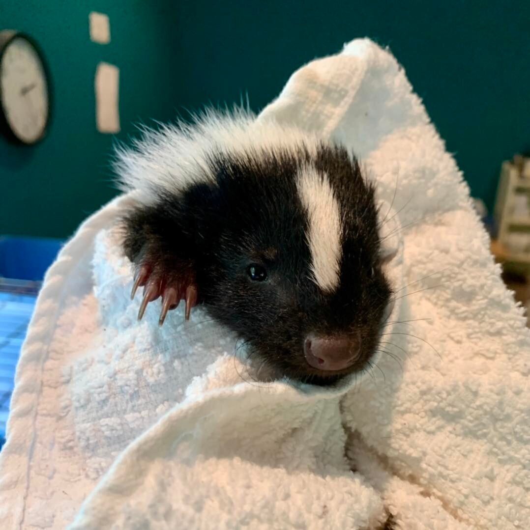 Infant striped skunk patient