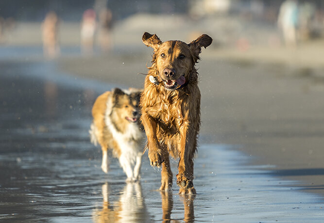 beach-action-photo-dogs