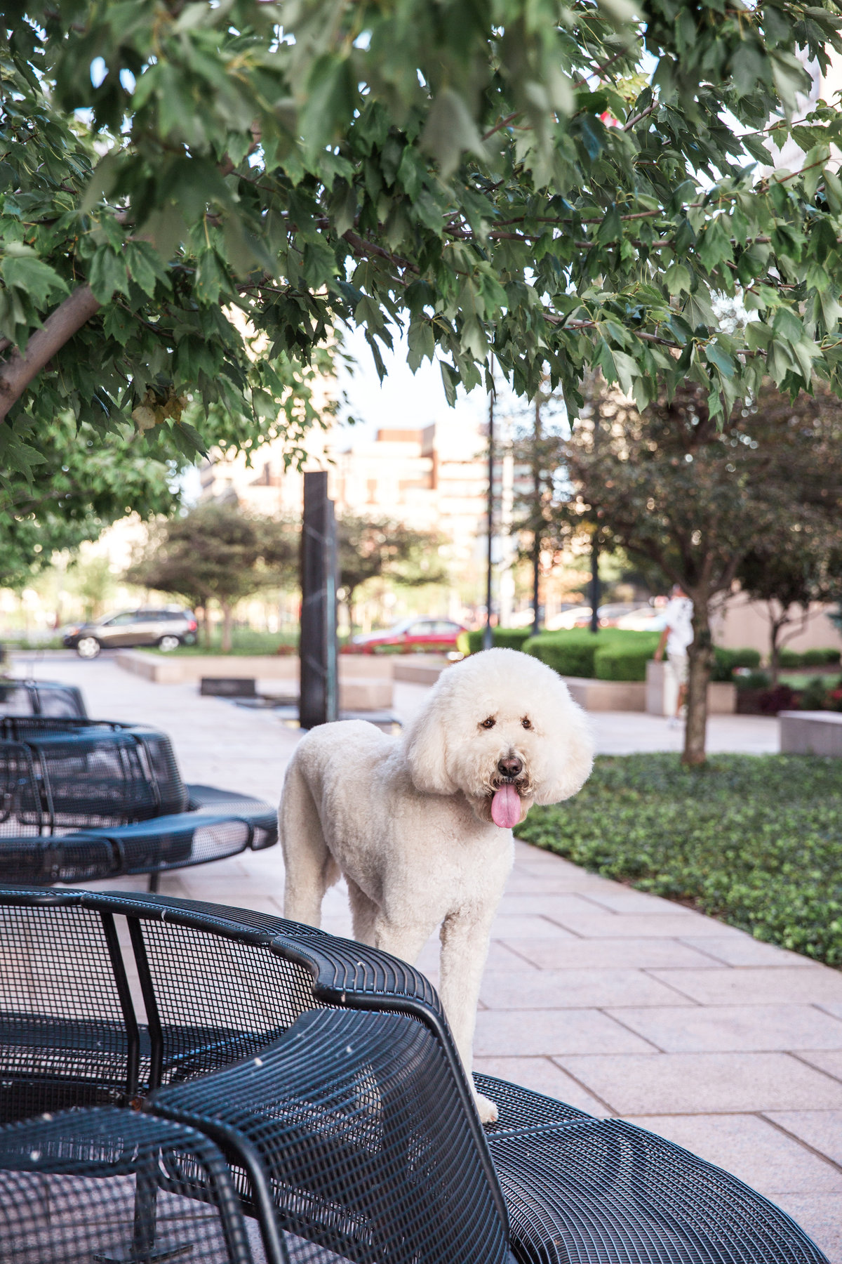 Labradoodle Pictures