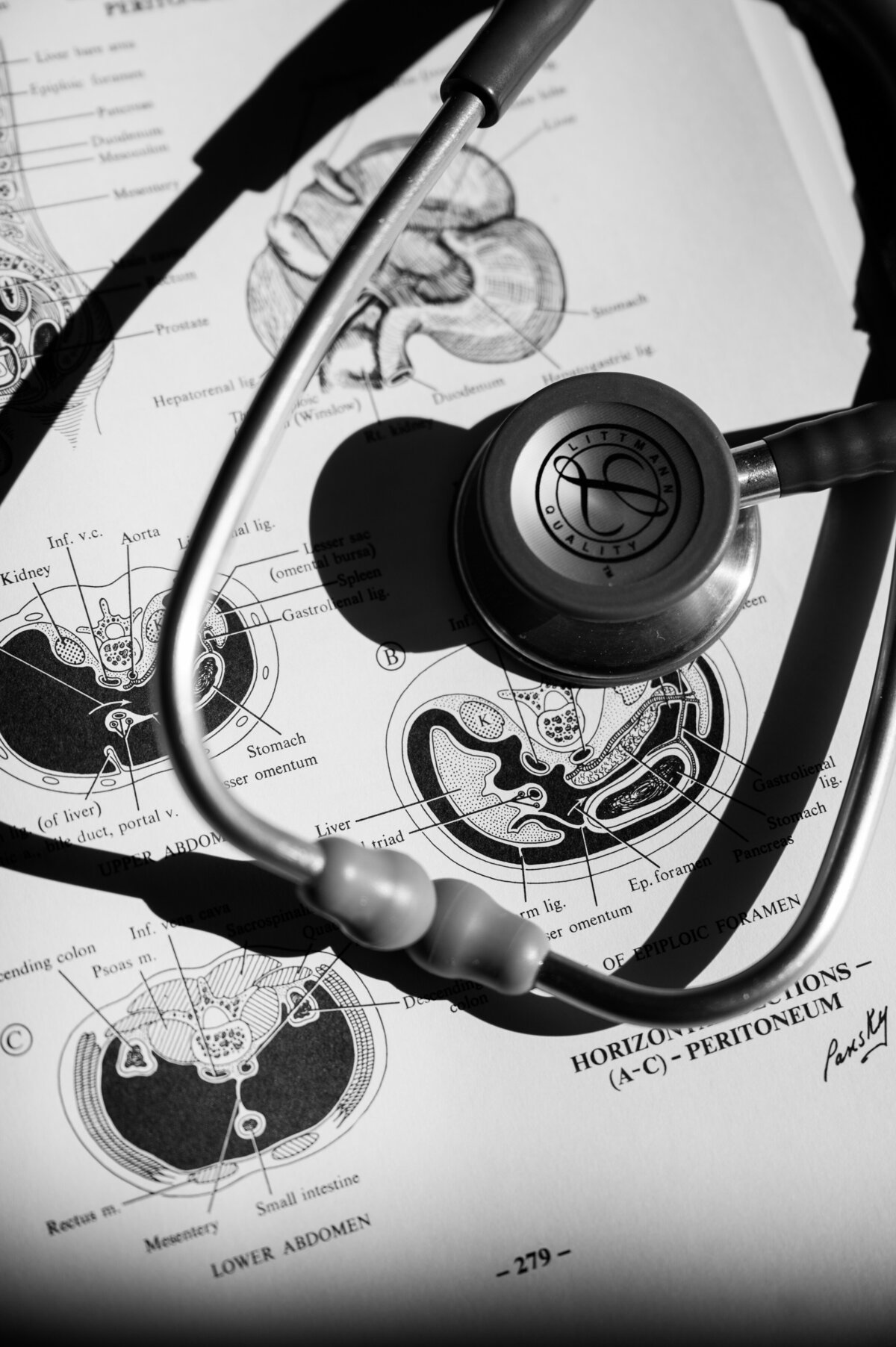 Hand-drawn anatomy sketches to highlight the art and science of medicine brand photo for a holistic HRT nurse practitioner