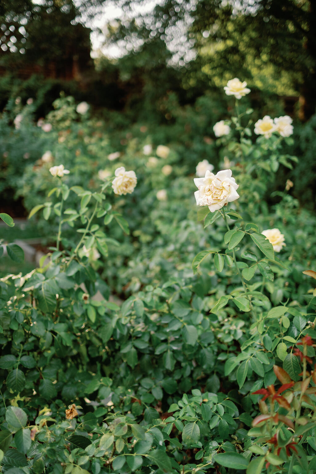 Anna-Wright-Photography-Dumbarton-Oaks-Engagement-Session6