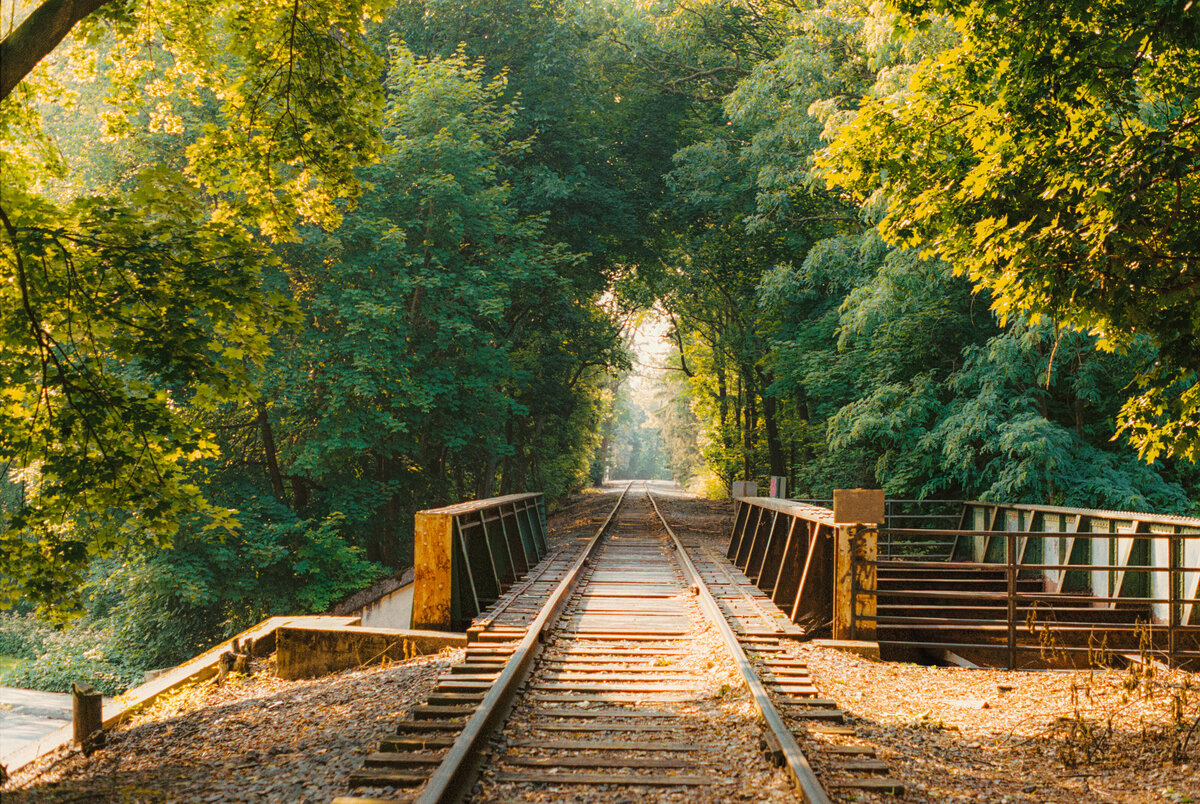 Train Tracks Forest