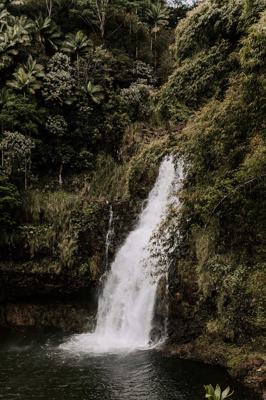 22.04.28_22.04.29_Sarah and Josh_Hilo Hawaii Elopement _0267_websize