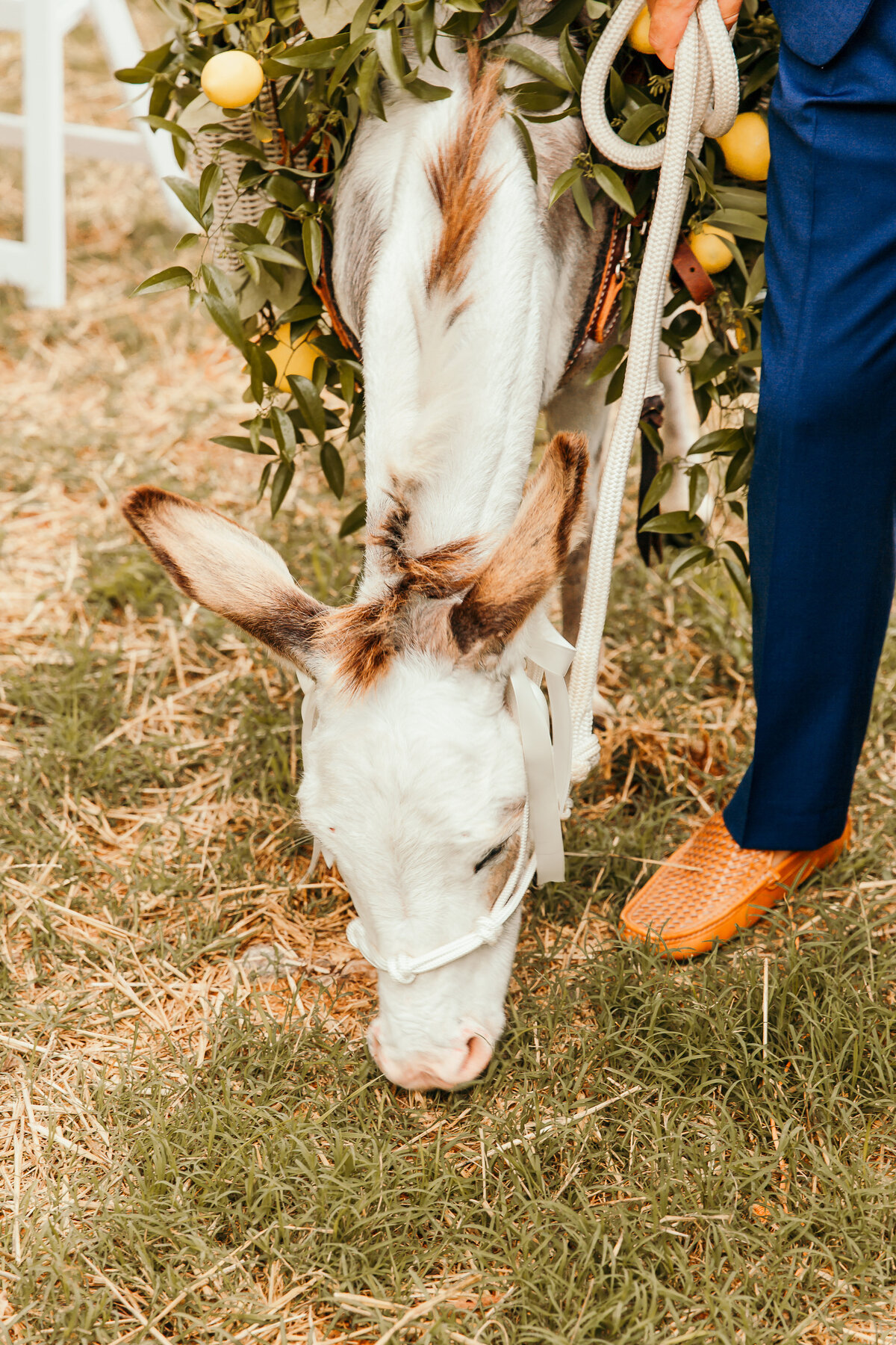 white donkey standing with groom