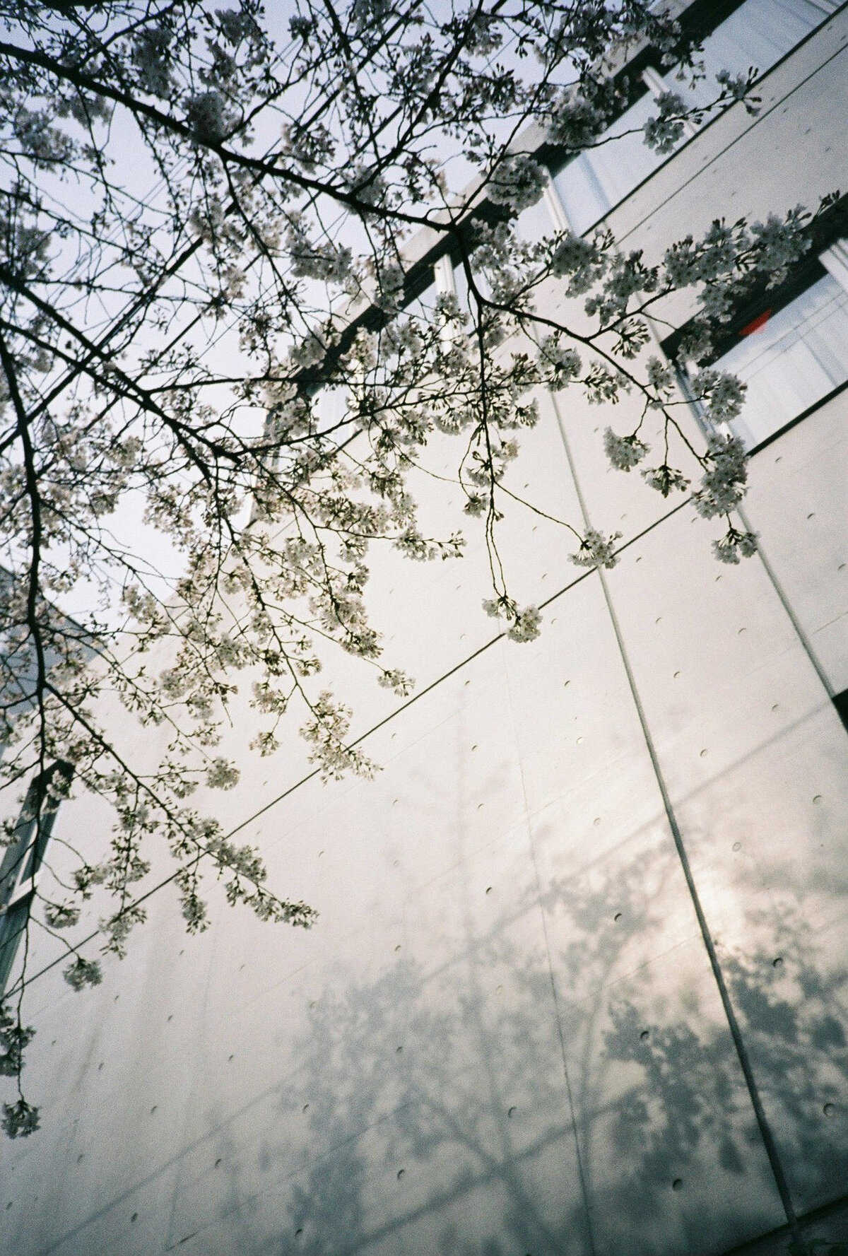 sydney-wedding-film-photographer-29