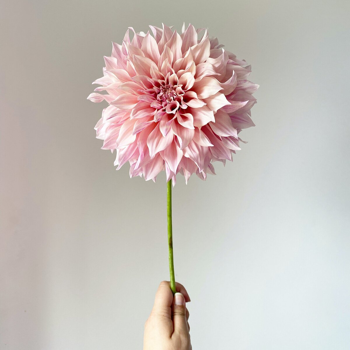 kimberly-betham--NST8RagMmY-unsplash