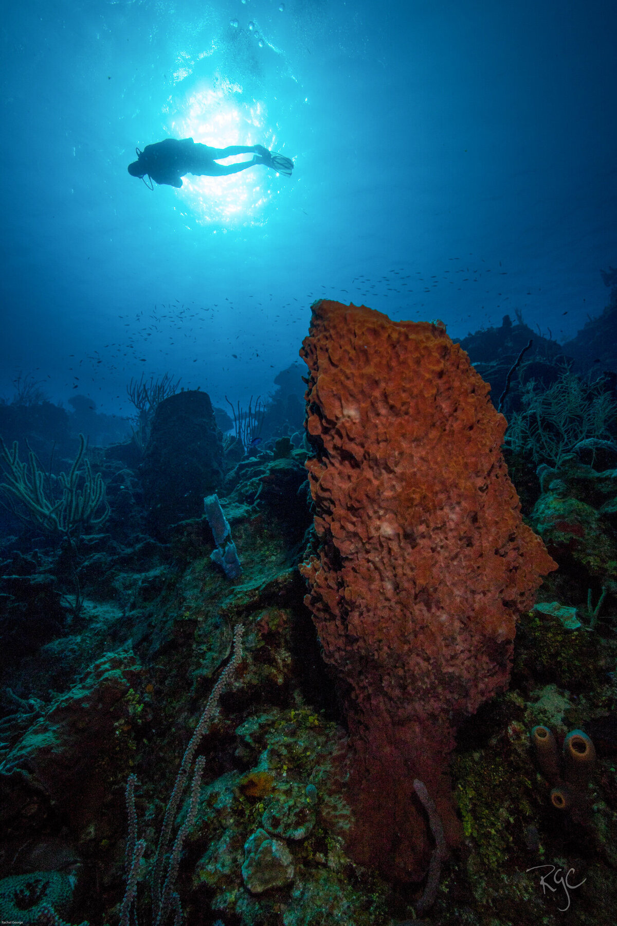 RGEORGE_2019_Roatan2019_5B9A9809_0038