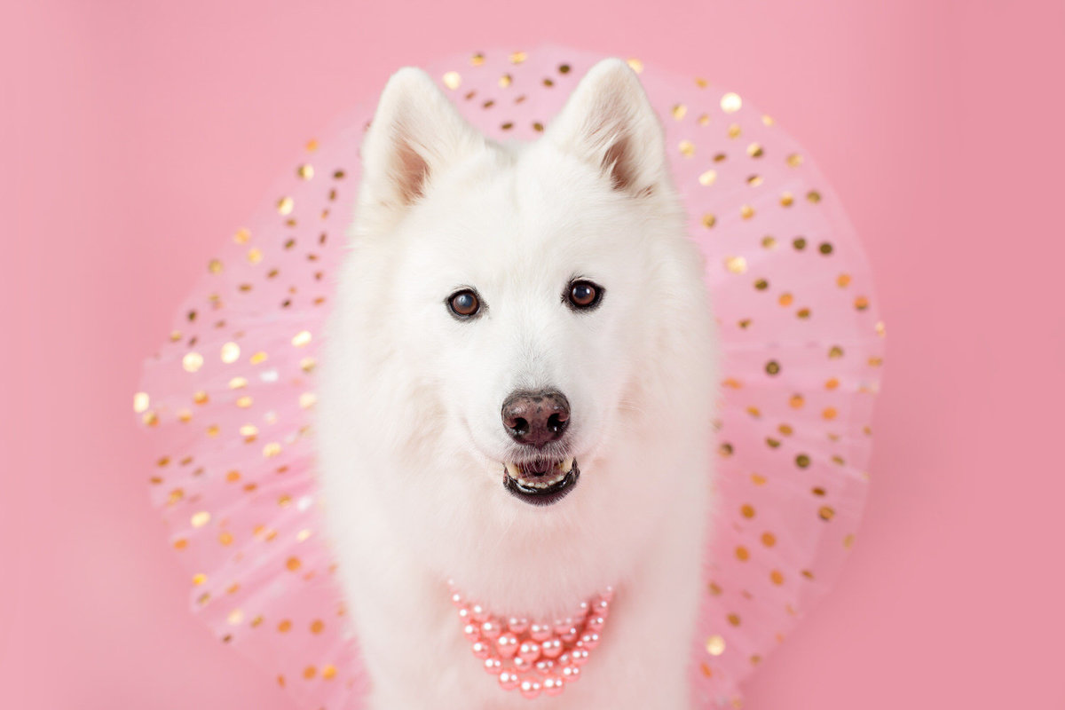 pet-photos-myrtle-beach-1500_005