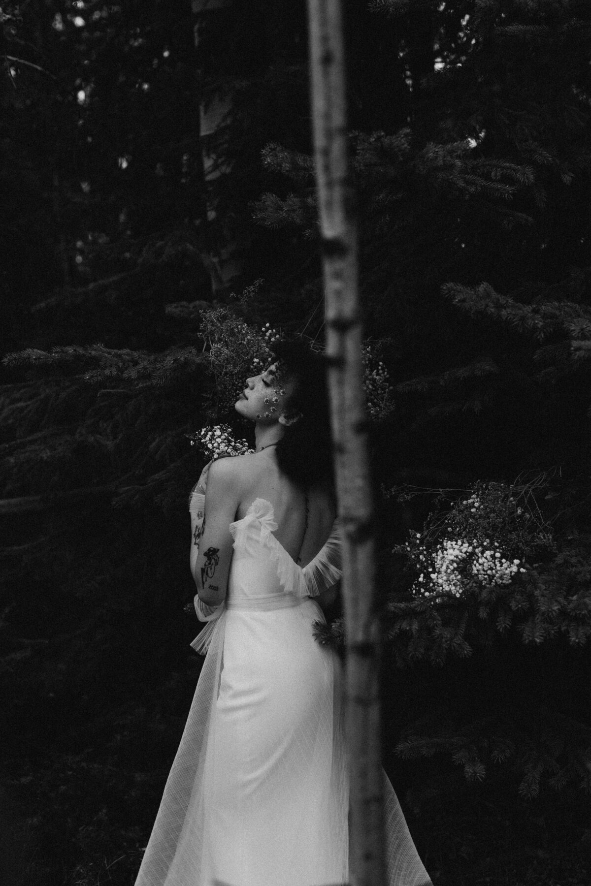 Elk and Fir Portfolio Image