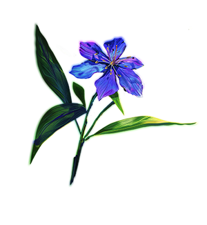 A blueish purple spiderwort plant symbolizing beauty and healing.