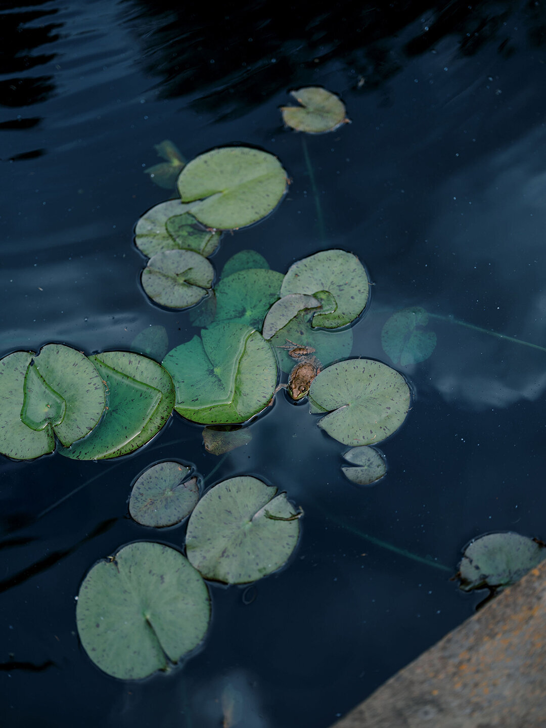 KathleenRob5-3-25GlenstoneGardenVA-VickiGraftonPhotography-494