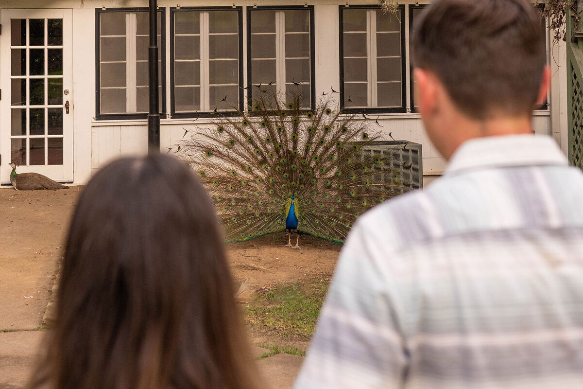 A couple looks at a peacock that is looking at them.
