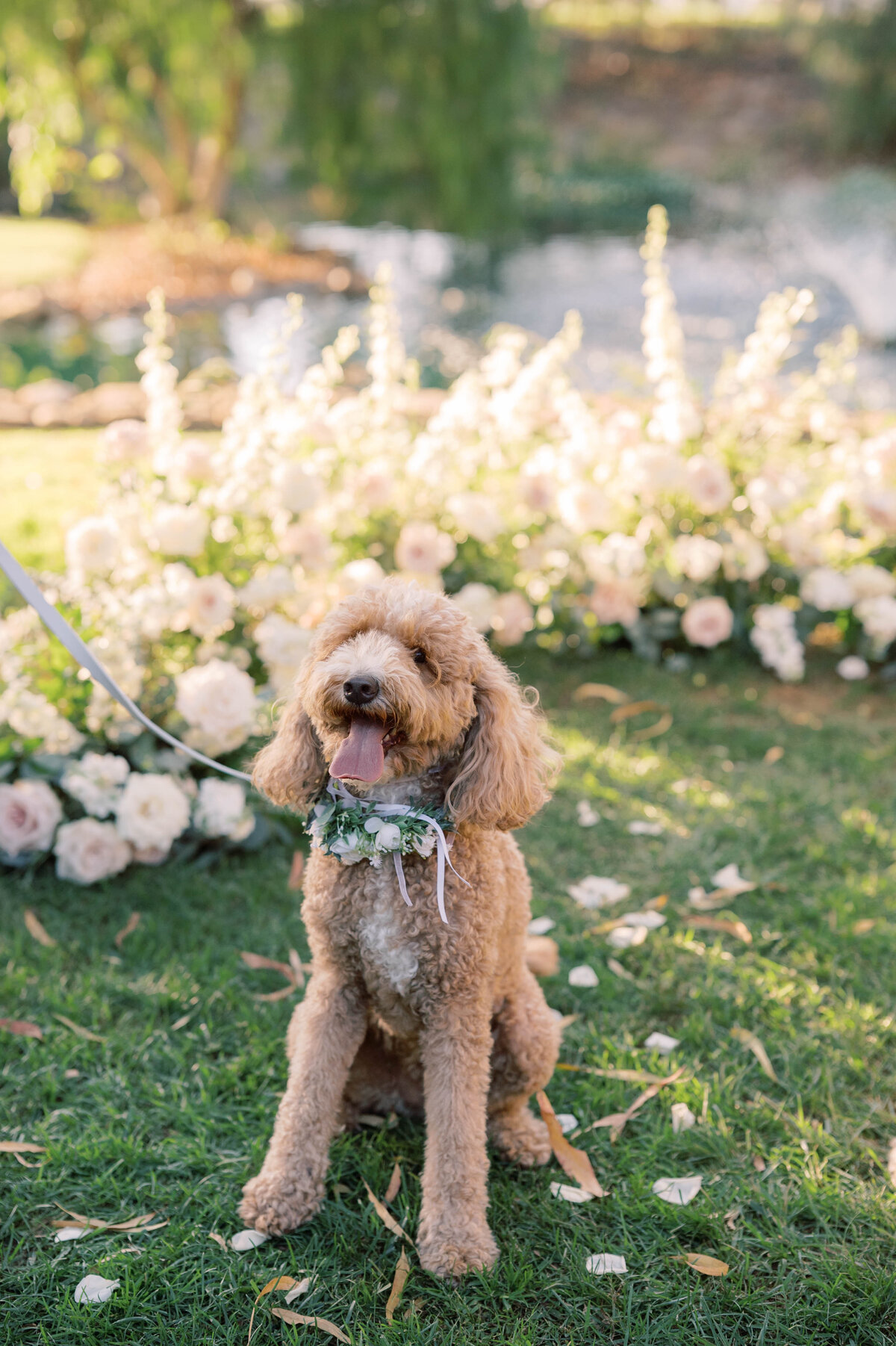 FPC Dog at your wedding