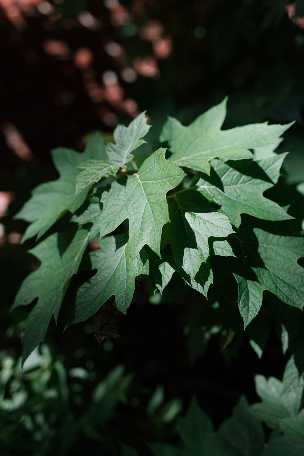 MLE_4728