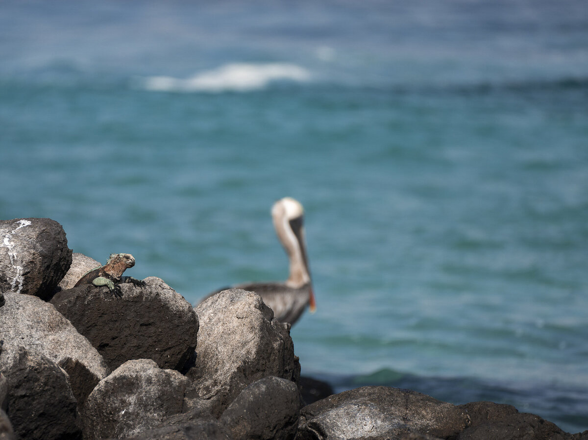 Galapagos Islands Wildlife Photography