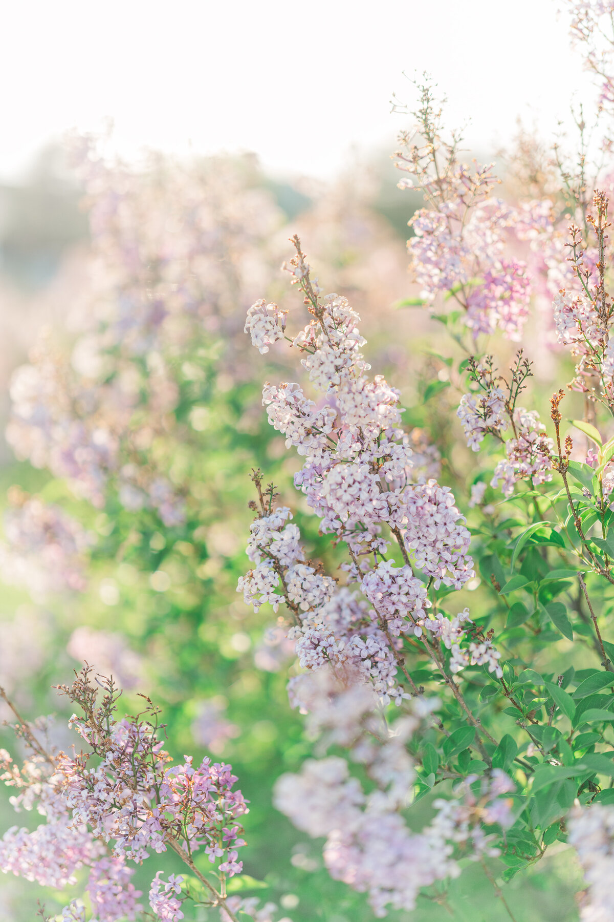 Spring Lilac Family Portraits Highlands Ranch Mansion Flowers Romantic Light and Airy Elena Spraguer Photography0068