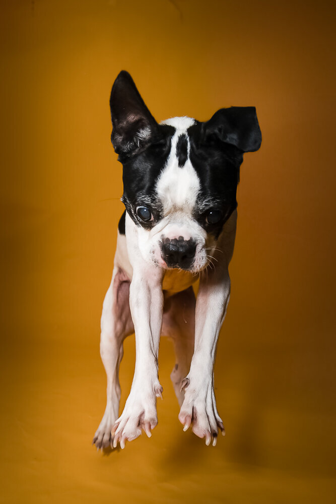 dallas-fortworth-pet-photography-Tyrion-11