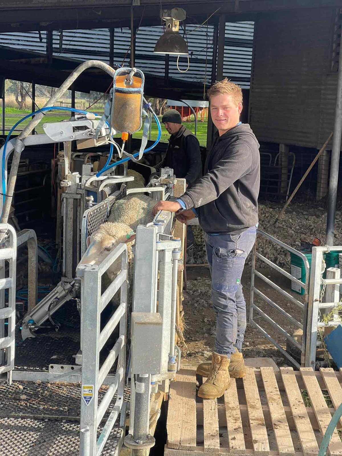 Sheep Genetics farming