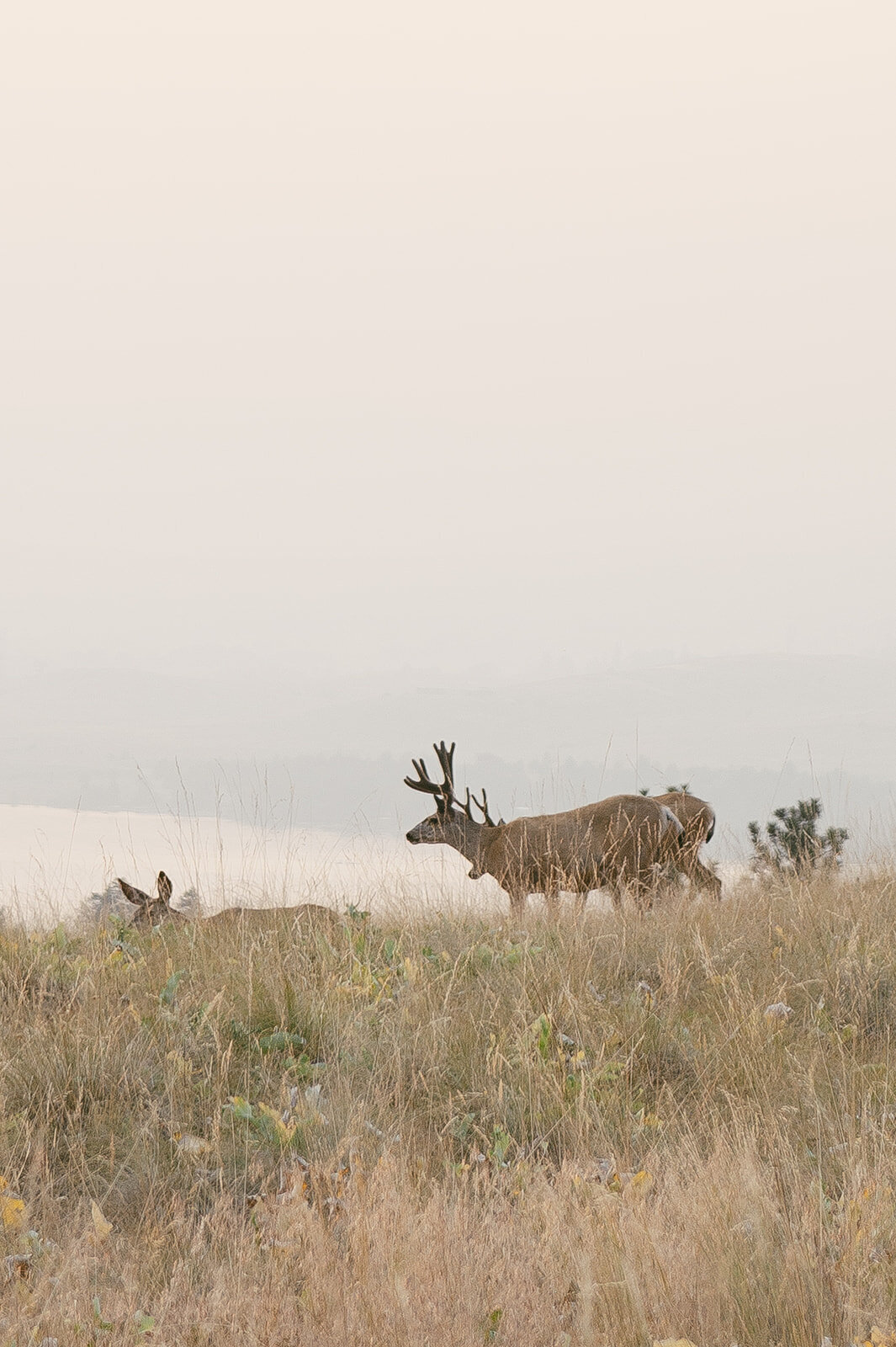 presley-gray-photo-wild-horse-montana-elopement-0437