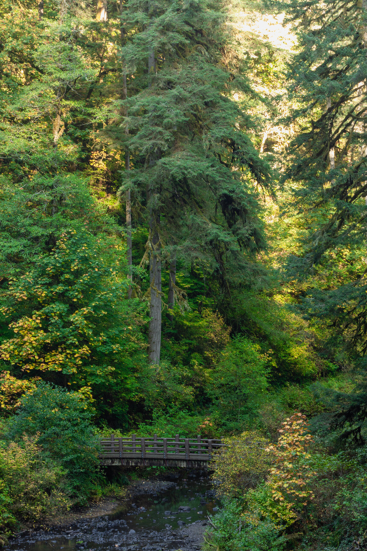 forest_0020