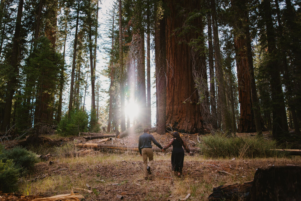Sequoia National Park Engagement Photographer3508