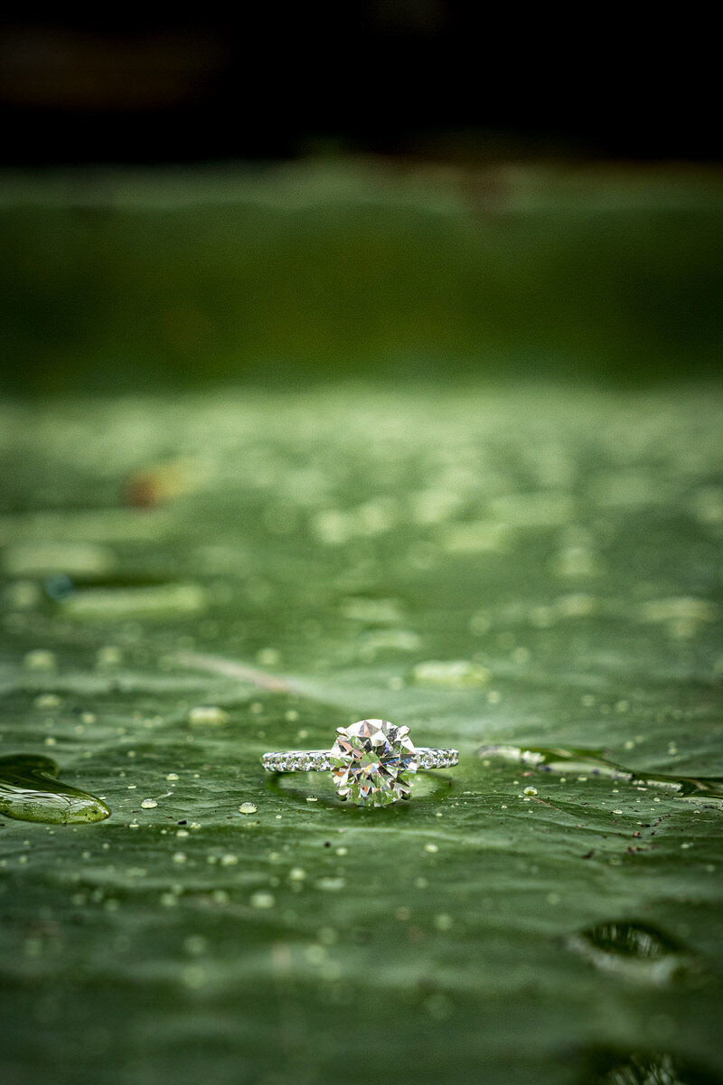 This beautiful close-up captures a diamond engagement ring delicately placed on a giant lily pad inside San Francisco's Conservatory of Flowers. The natural water droplets on the lily pad contrast with the sparkle of the ring, creating an elegant and serene atmosphere. The blend of nature and the delicate engagement symbol offers a unique and timeless moment in this vibrant, botanical setting.